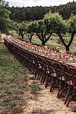 Vineyard